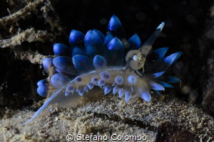 Janolus Cristatus, this kind of nudibranch is not so comm... by Stefano Colombo 